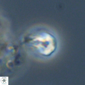 Swapansahooia maghredaswampensis 40415