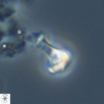Swapansahooia maghredaswampensis 40416