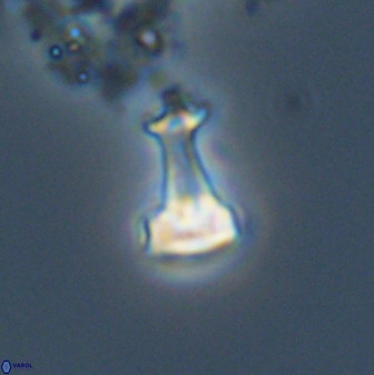 Swapansahooia maghredaswampensis 40417