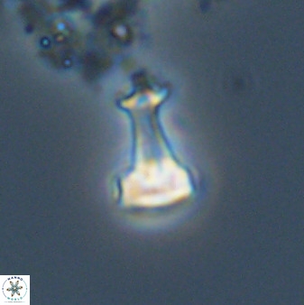 Swapansahooia maghredaswampensis 40417
