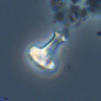 Swapansahooia maghredaswampensis 40420