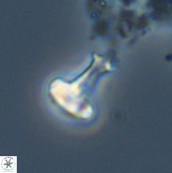 Swapansahooia maghredaswampensis 40420