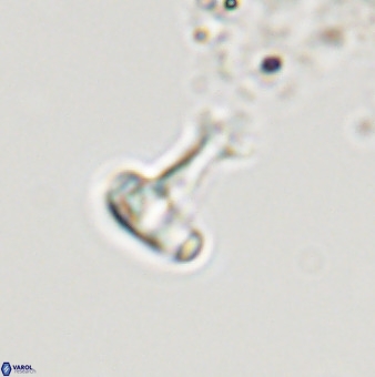 Swapansahooia maghredaswampensis 40421