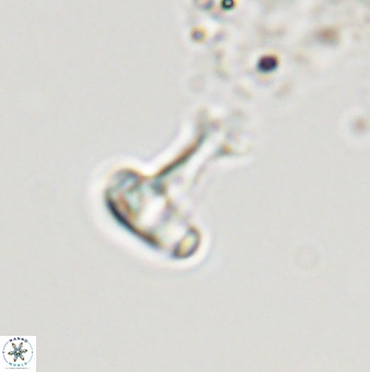 Swapansahooia maghredaswampensis 40421