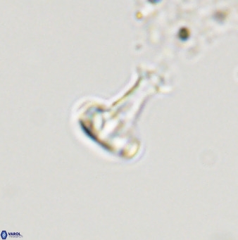 Swapansahooia maghredaswampensis 40422