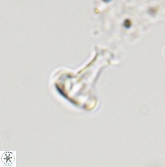 Swapansahooia maghredaswampensis 40422