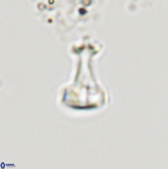 Swapansahooia maghredaswampensis 40423