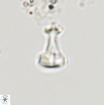 Swapansahooia maghredaswampensis 40423