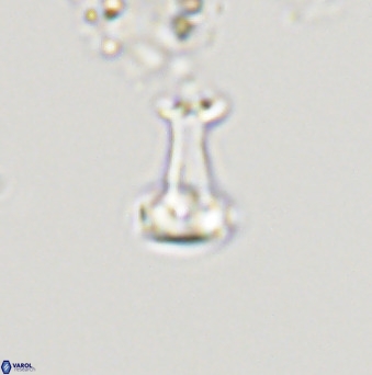 Swapansahooia maghredaswampensis 40424