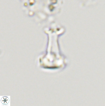 Swapansahooia maghredaswampensis 40424