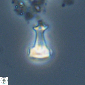 Swapansahooia maghredaswampensis 40437