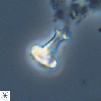 Swapansahooia maghredaswampensis 40439