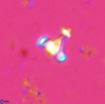 Swapansahooia maghredaswampensis 34613