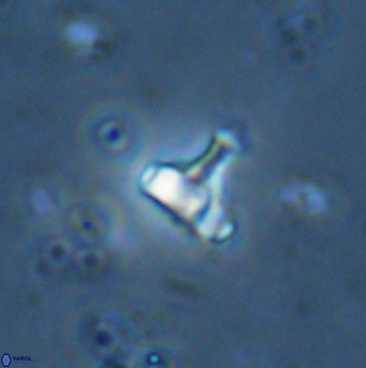 Swapansahooia maghredaswampensis 34618