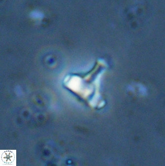 Swapansahooia maghredaswampensis 34618