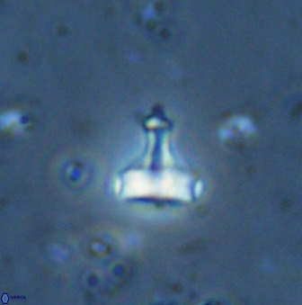Swapansahooia maghredaswampensis 34619