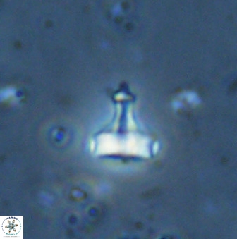 Swapansahooia maghredaswampensis 34619