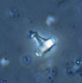 Swapansahooia maghredaswampensis 34620