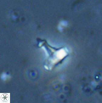 Swapansahooia maghredaswampensis 34620