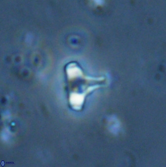Swapansahooia maghredaswampensis 34622