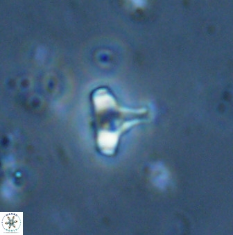 Swapansahooia maghredaswampensis 34622