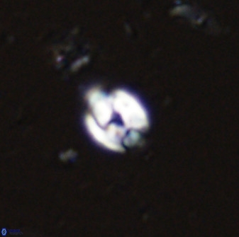 Swapansahooia maghredaswampensis 35250