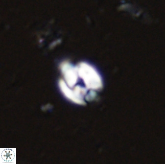 Swapansahooia maghredaswampensis 35250