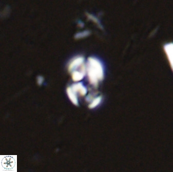 Swapansahooia maghredaswampensis 35253