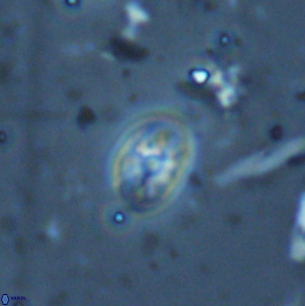 Swapansahooia maghredaswampensis 35263