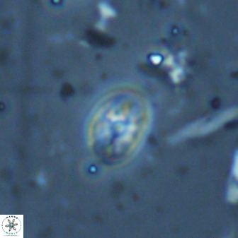 Swapansahooia maghredaswampensis 35263