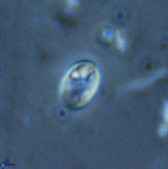 Swapansahooia maghredaswampensis 35264