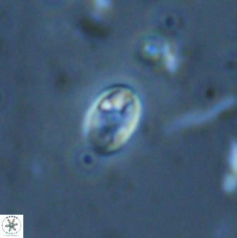 Swapansahooia maghredaswampensis 35264