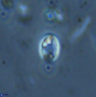 Swapansahooia maghredaswampensis 35265