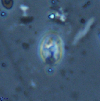 Swapansahooia maghredaswampensis 35266