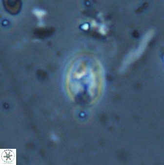 Swapansahooia maghredaswampensis 35266