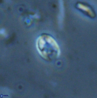 Swapansahooia maghredaswampensis 35267