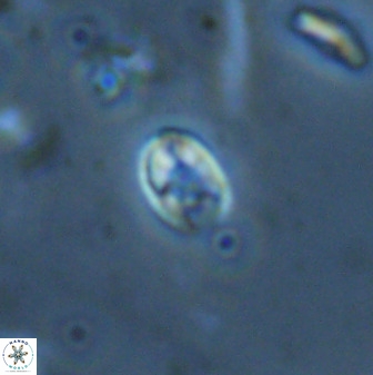 Swapansahooia maghredaswampensis 35267