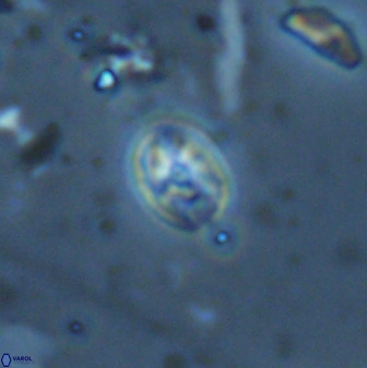 Swapansahooia maghredaswampensis 35269