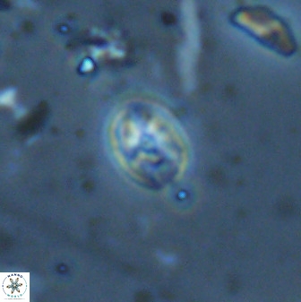 Swapansahooia maghredaswampensis 35269