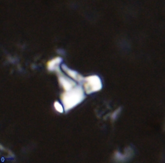 Swapansahooia maghredaswampensis 35468