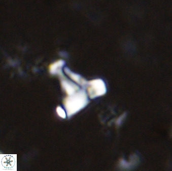 Swapansahooia maghredaswampensis 35468