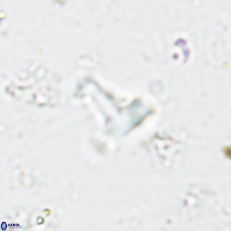 Swapansahooia maghredaswampensis 35471