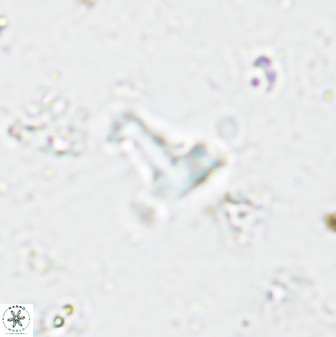 Swapansahooia maghredaswampensis 35471
