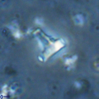 Swapansahooia maghredaswampensis 35472