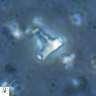 Swapansahooia maghredaswampensis 35472