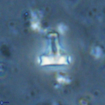 Swapansahooia maghredaswampensis 35473