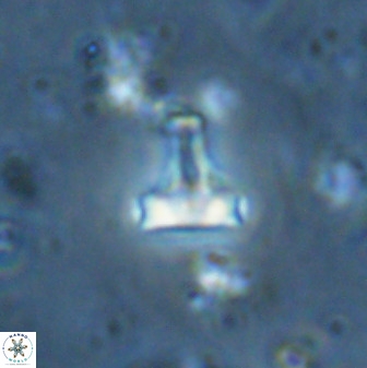 Swapansahooia maghredaswampensis 35473