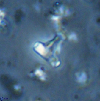 Swapansahooia maghredaswampensis 35474