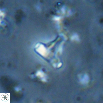 Swapansahooia maghredaswampensis 35474