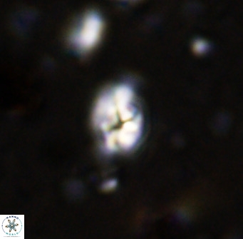 Swapansahooia maghredaswampensis 36069